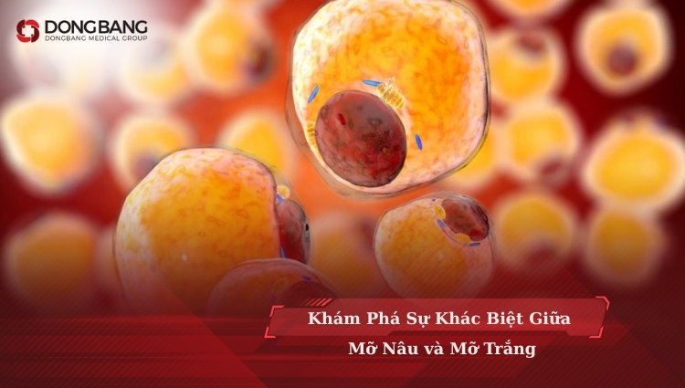 Khám Phá Sự Khác Biệt Giữa Mỡ Nâu và Mỡ Trắng