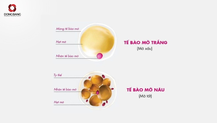 Những Hiểu Biết Sai Lầm Về Mỡ Nâu và Mỡ Trắng