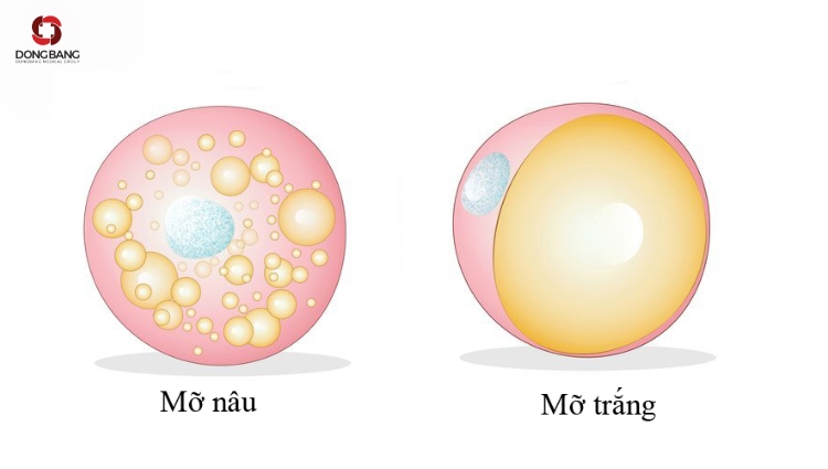 Mỡ Nâu và Mỡ Trắng